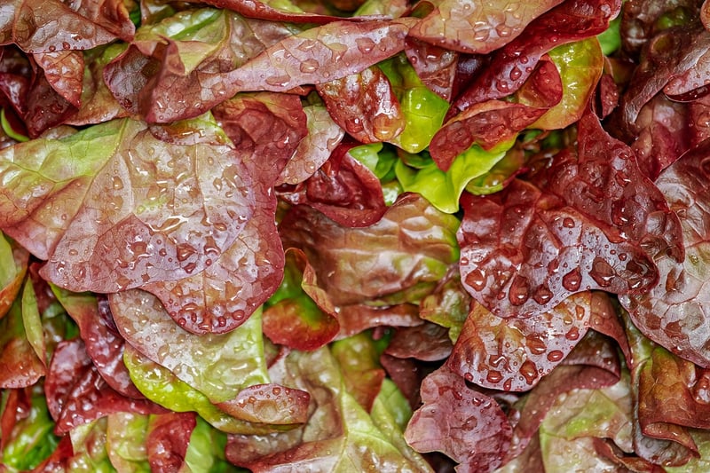 Salad Tasting